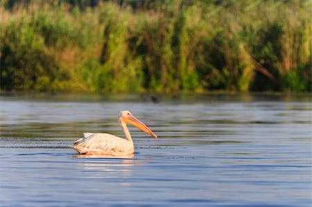 pélican blanc - white pelicans (pelecanus onocrotalus) in the Danube Delta, Romania Photographie de stock - Aubaine LD & Abonnement, Code: 400-06098629