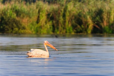 pelícano blanco - white pelicans (pelecanus onocrotalus) in the Danube Delta, Romania Foto de stock - Super Valor sin royalties y Suscripción, Código: 400-06098629