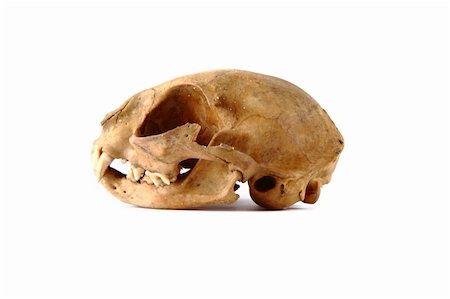 cat skull isolated on the white background Stock Photo - Budget Royalty-Free & Subscription, Code: 400-06098737