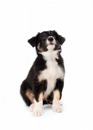 cute puppy isolated on white Stock Photo - Budget Royalty-Free & Subscription, Code: 400-06098742