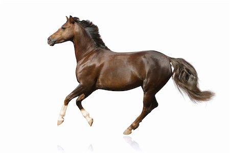 horse isolated galloping Foto de stock - Super Valor sin royalties y Suscripción, Código: 400-06098743