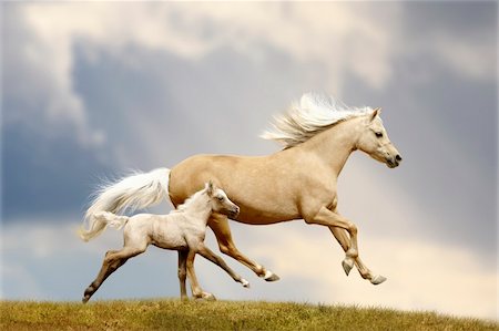 welsh pony mare and foal in field Stock Photo - Budget Royalty-Free & Subscription, Code: 400-06098764
