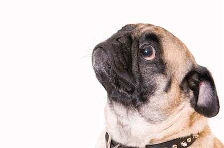 pug, not people - close up of fawn pug Stock Photo - Budget Royalty-Free & Subscription, Code: 400-06098933