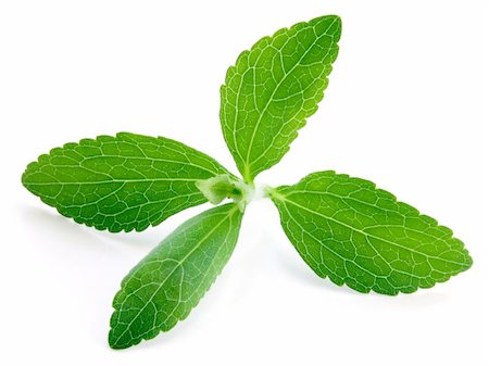substitute - Stevia rebaudiana, sweetleaf sugar substitute isolated on white background Stock Photo - Budget Royalty-Free & Subscription, Code: 400-06098974