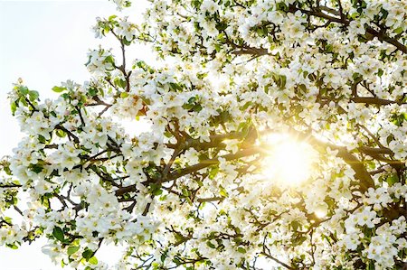 pictures of lights decoration in the garden - Blossoming tree in spring with sunlight Stock Photo - Budget Royalty-Free & Subscription, Code: 400-06099350