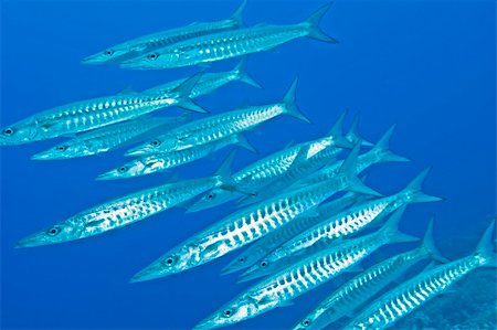 Large shoal of blackfin barracuda underwater Stock Photo - Budget Royalty-Free & Subscription, Code: 400-06099389