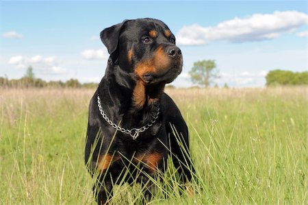 rottweiler - portrait of a purebred rottweiler in a field Foto de stock - Super Valor sin royalties y Suscripción, Código: 400-06099425