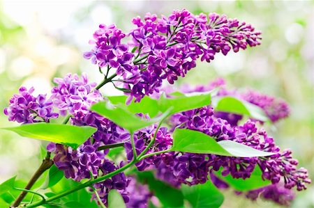 simsearch:400-07169748,k - Close up of branches with blooming lilac in spring time Photographie de stock - Aubaine LD & Abonnement, Code: 400-06099432