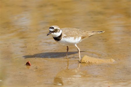 pluvier - A Little Ringed Plover (Charadrius dubius) standing on shallow water Photographie de stock - Aubaine LD & Abonnement, Code: 400-06099615