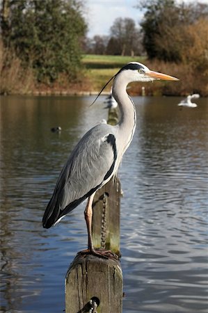 A tall grey Heron sitting at a river, waiting for a fish to catch. Photographie de stock - Aubaine LD & Abonnement, Code: 400-06099617