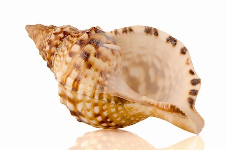 shell and nobody and object - Sea shell on white reflective background. Stock Photo - Budget Royalty-Free & Subscription, Code: 400-06099623