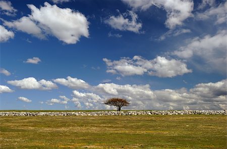 stone walls in meadows - lone tree by a stone wall Stock Photo - Budget Royalty-Free & Subscription, Code: 400-06099691
