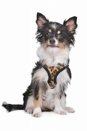 mixed breed dog in front of a white background Stock Photo - Budget Royalty-Free & Subscription, Code: 400-06099816