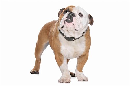 english bulldogs - English Bulldog in front of a white background Stock Photo - Budget Royalty-Free & Subscription, Code: 400-06099822