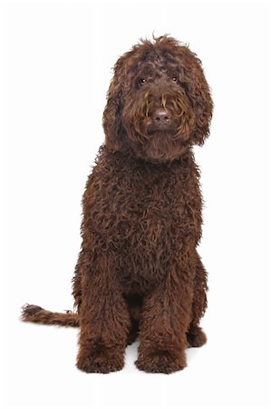 Brown Labradoodle in front of a white background Stock Photo - Budget Royalty-Free & Subscription, Code: 400-06099835
