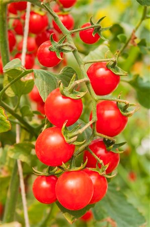 Tomatoes on the vine in a greenhouse Stock Photo - Budget Royalty-Free & Subscription, Code: 400-06099991