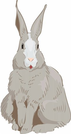 Rabbit Drawn Photographie de stock - Aubaine LD & Abonnement, Code: 400-06090132