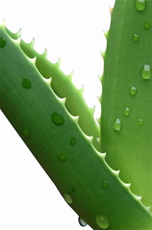 Green Aloe vera with water drops isolated on white Stock Photo - Budget Royalty-Free & Subscription, Code: 400-06090143