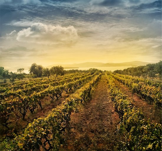 Beautiful vineyard landscape with rows of vines and sea with sunset in the background Stock Photo - Royalty-Free, Artist: mythja, Image code: 400-06090189