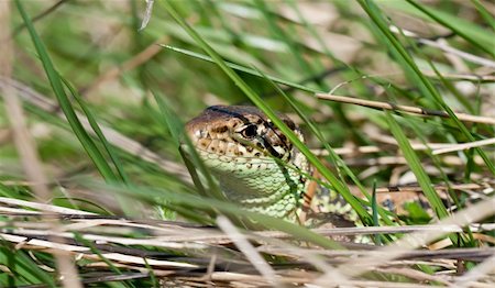 simsearch:400-05734049,k - Common lizard relaxes in the grass Stock Photo - Budget Royalty-Free & Subscription, Code: 400-06090199