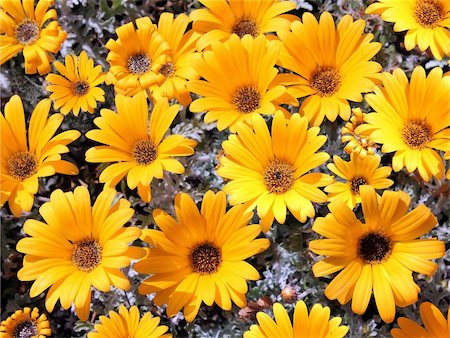 simsearch:400-07179442,k - bright yellow garden chrysanthemums as floral background Stock Photo - Budget Royalty-Free & Subscription, Code: 400-06090397