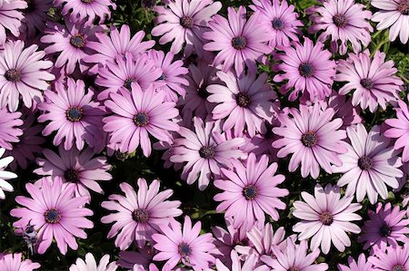 light purple garden chrysanthemums as floral background Stock Photo - Budget Royalty-Free & Subscription, Code: 400-06090390