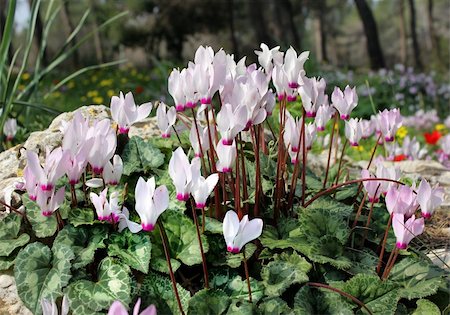 simsearch:400-06090390,k - White and pink cyclamens as floral background Photographie de stock - Aubaine LD & Abonnement, Code: 400-06090414