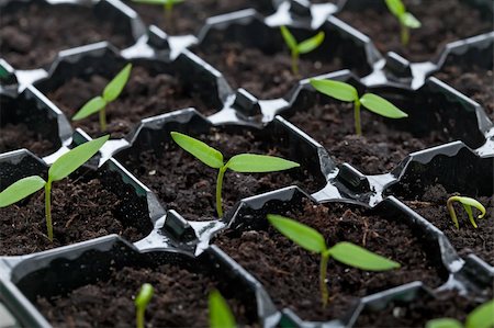 simsearch:400-04789618,k - Spring seedlings sprouting in plastic tray before being planted outdoors Foto de stock - Royalty-Free Super Valor e Assinatura, Número: 400-06090529