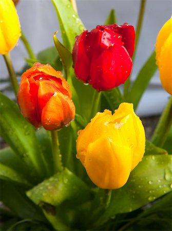 simsearch:400-04031781,k - Red, orange and yellow tulip with rain drops Stock Photo - Budget Royalty-Free & Subscription, Code: 400-06090534