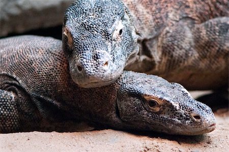 simsearch:400-07826505,k - Closeup of two komodo dragons heads in courtship Photographie de stock - Aubaine LD & Abonnement, Code: 400-06090537