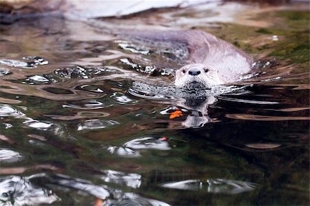 simsearch:400-04605372,k - European otter floating in the water hunting for food Foto de stock - Super Valor sin royalties y Suscripción, Código: 400-06090538