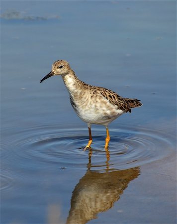 portrait of sandpiper in the marsh Stock Photo - Budget Royalty-Free & Subscription, Code: 400-06090571