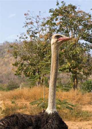 simsearch:400-04916917,k - Close up portrait of an ostrich Fotografie stock - Microstock e Abbonamento, Codice: 400-06091182