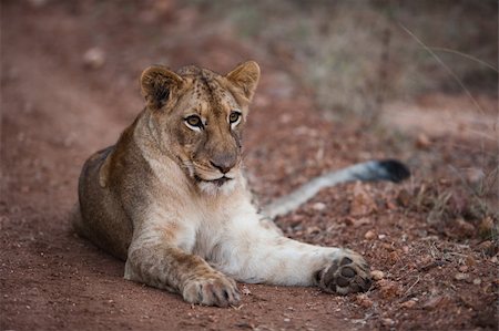 simsearch:400-06129831,k - Female lion relaxing on a dirt path Photographie de stock - Aubaine LD & Abonnement, Code: 400-06091324