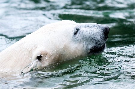 simsearch:400-05361275,k - Closeup on the head of a polar bear floating Foto de stock - Super Valor sin royalties y Suscripción, Código: 400-06091351