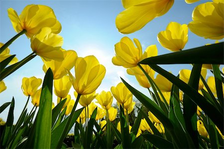 simsearch:400-08555878,k - yellow tulips illuminated by the sun Stock Photo - Budget Royalty-Free & Subscription, Code: 400-06091447
