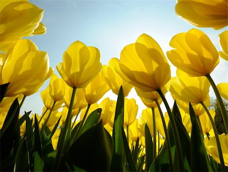 simsearch:400-08555878,k - yellow tulips illuminated by the sun Stock Photo - Budget Royalty-Free & Subscription, Code: 400-06091448