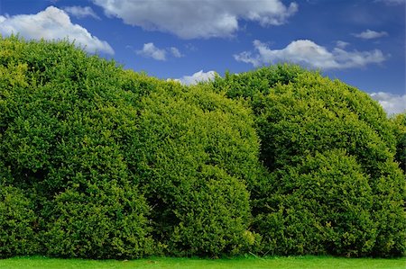 large boxwood hedge in a park Stock Photo - Budget Royalty-Free & Subscription, Code: 400-06091449