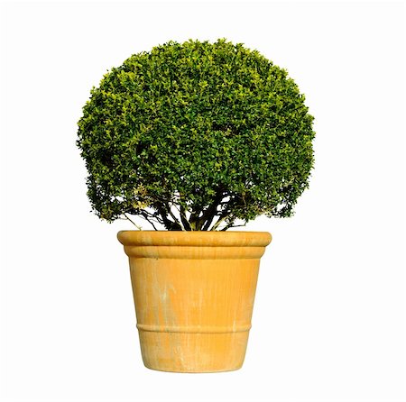 Buxus in clay pots on a white background Stock Photo - Budget Royalty-Free & Subscription, Code: 400-06091452