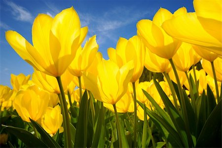 simsearch:400-05701960,k - yellow tulips illuminated by the sun Foto de stock - Royalty-Free Super Valor e Assinatura, Número: 400-06091460