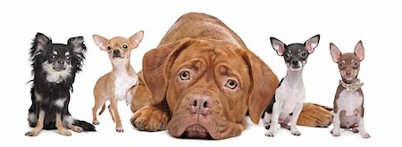 row of dogs - four chihuahua dogs and a Dogue de Bordeaux in front of a white background. Stock Photo - Budget Royalty-Free & Subscription, Code: 400-06091917