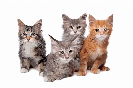 simsearch:400-06095398,k - Maine Coon kittens in front of a white background Foto de stock - Super Valor sin royalties y Suscripción, Código: 400-06091954