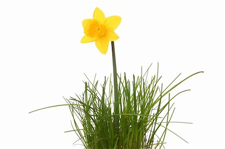 simsearch:400-07510882,k - Yellow daffodil isolated on white background Stockbilder - Microstock & Abonnement, Bildnummer: 400-06091996