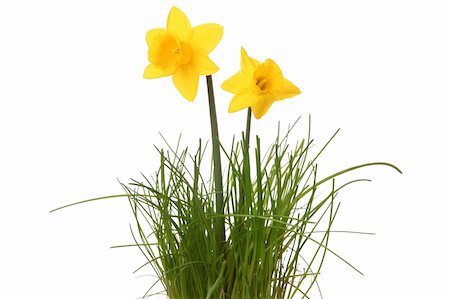 simsearch:400-08555878,k - Yellow daffodils isolated on white background Foto de stock - Royalty-Free Super Valor e Assinatura, Número: 400-06091997