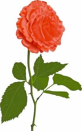 single red rose bud - Illustration of a red rose on a white background. Stock Photo - Budget Royalty-Free & Subscription, Code: 400-06092028