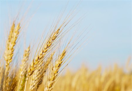 rye ear - Rye ears and blue sky Stock Photo - Budget Royalty-Free & Subscription, Code: 400-06092061