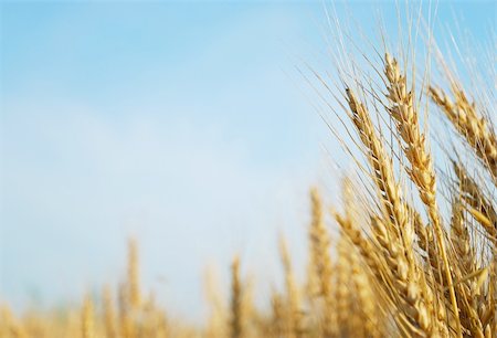rye ear - Rye ears and blue sky Stock Photo - Budget Royalty-Free & Subscription, Code: 400-06092075