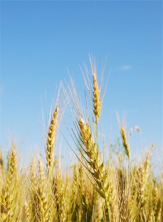 Rye ears in the field Stock Photo - Budget Royalty-Free & Subscription, Code: 400-06092084