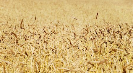 simsearch:400-04896751,k - Wheat field Stock Photo - Budget Royalty-Free & Subscription, Code: 400-06092097