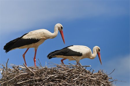 stork's nest - details with two white storks on nest Foto de stock - Super Valor sin royalties y Suscripción, Código: 400-06092390